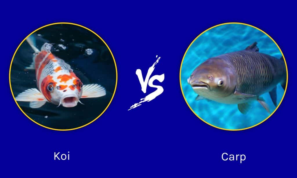 Koi  vs Carp