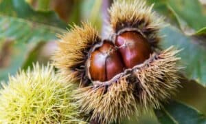 Chinese Chestnut vs American Chestnut: Is There a Difference? Picture