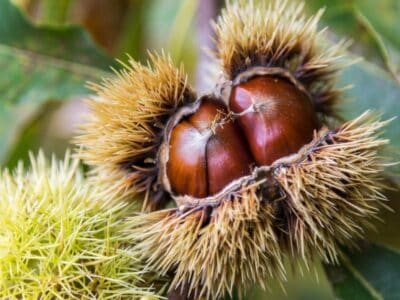 A Chinese Chestnut vs American Chestnut: Is There a Difference?