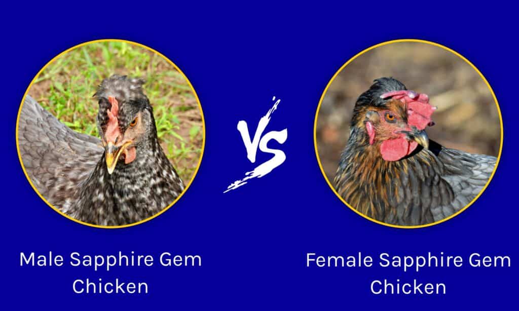 Male Sapphire Gem Chicken vs Female Sapphire Gem Chicken