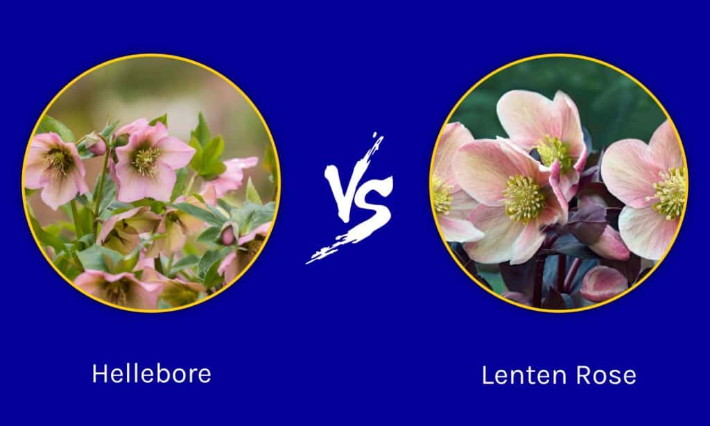Hellebore vs Lenten Rose