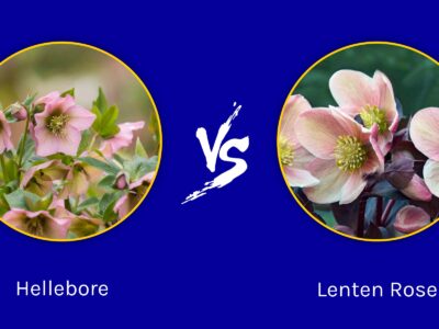 A Hellebore vs Lenten Rose: What Are Their Differences?