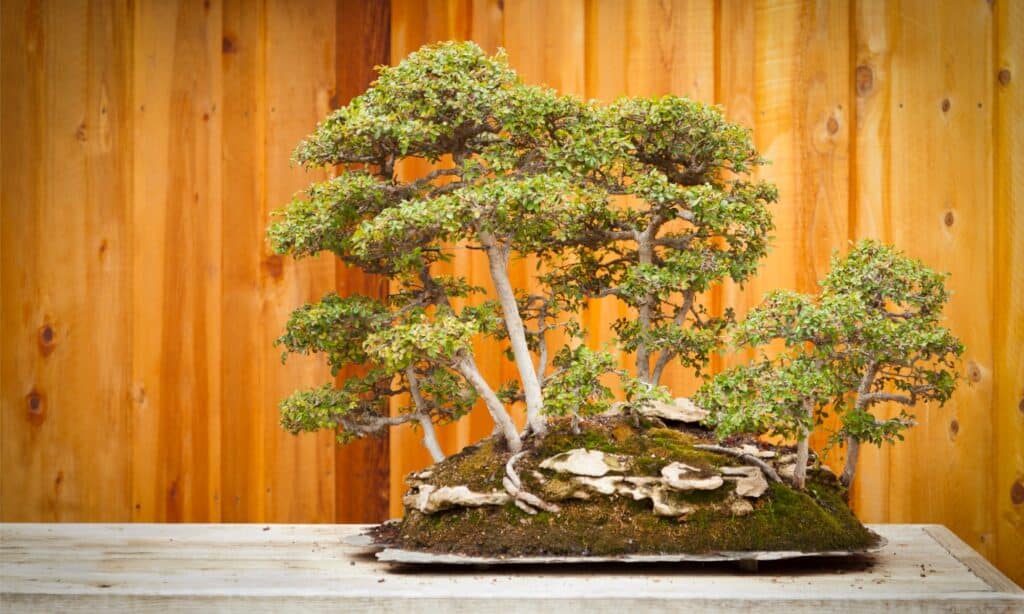 Bonsai Styles