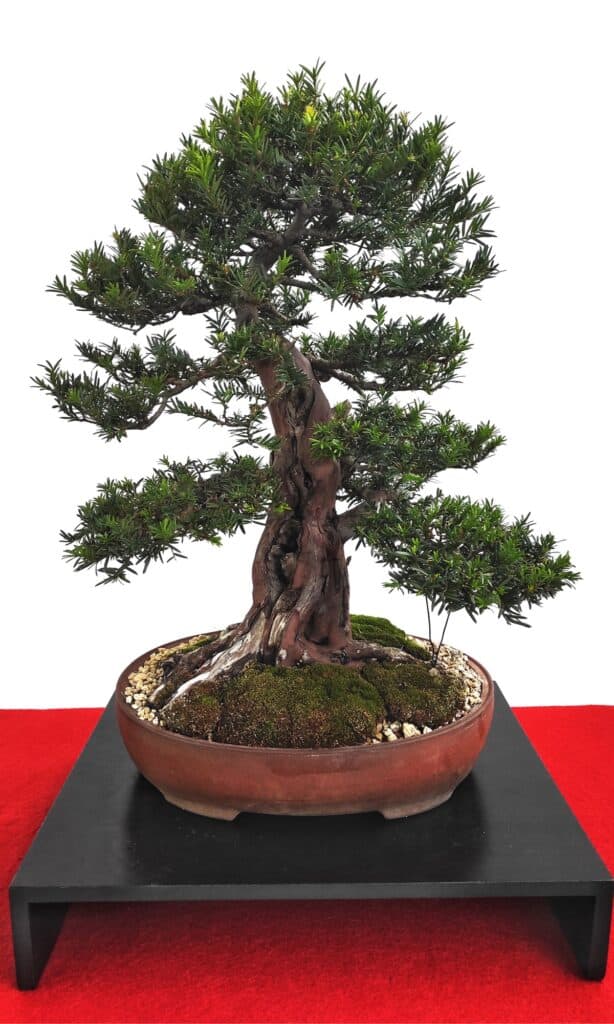 English Yew Bonsai Tree - Taxus baccata