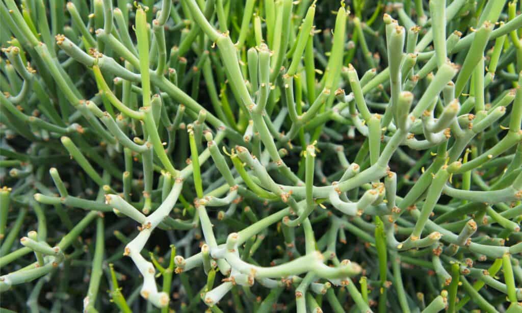 closeup pencil cactus