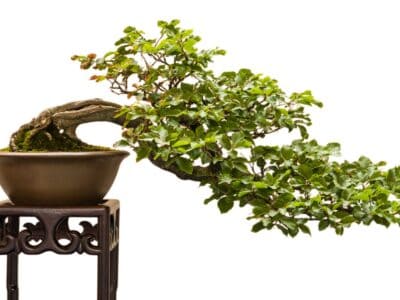 A Discover The 20+ Different Types of Bonsai Trees