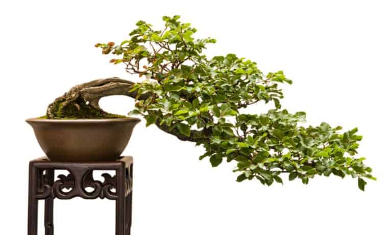beech bonsai on white background