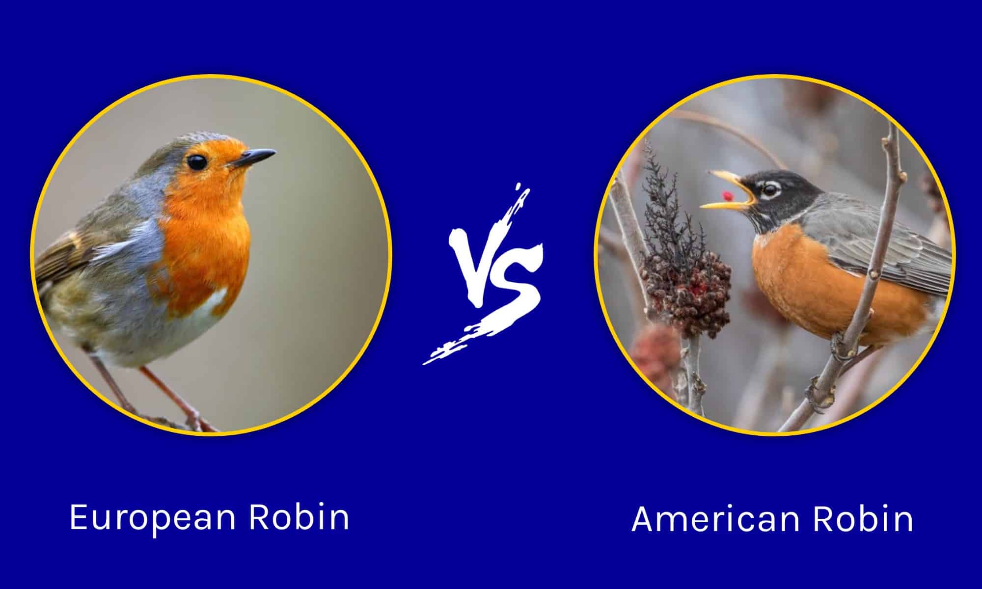 European Robin vs American Robin: What's the Difference? - AZ Animals