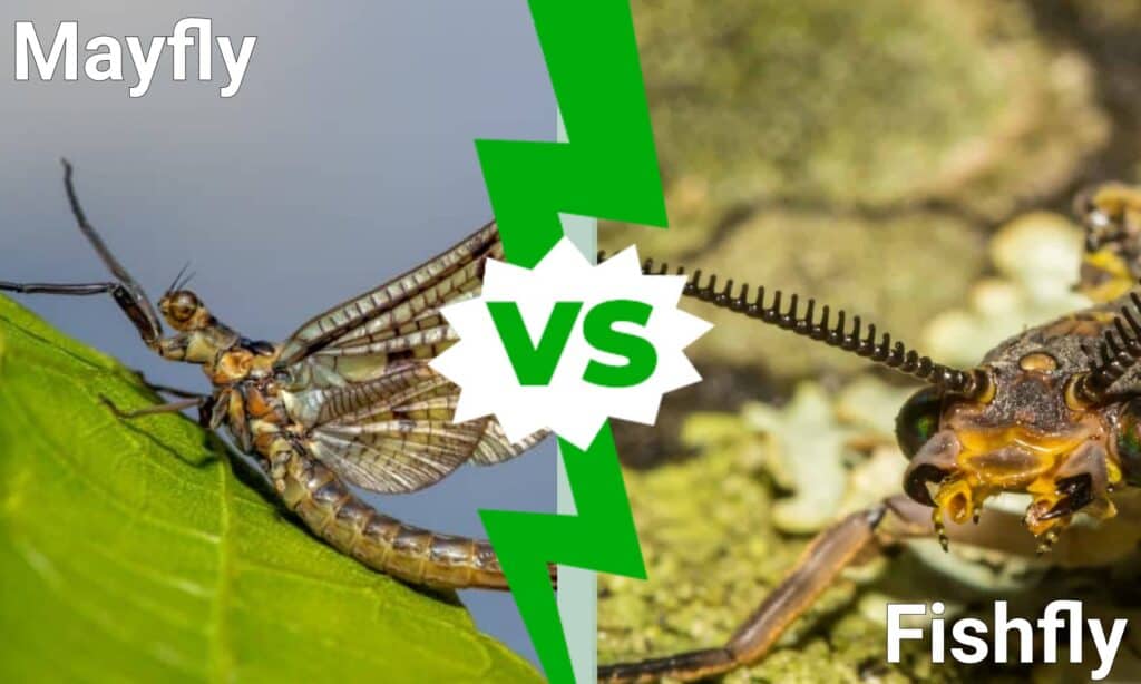 Mayfly vs Fishfly