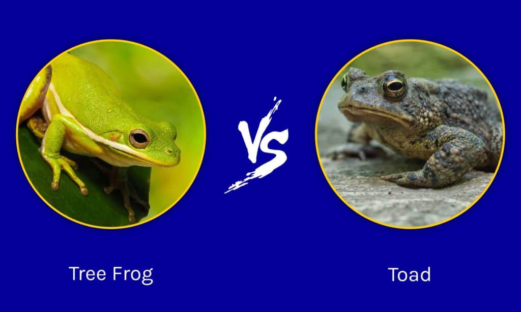 Tree Frog vs Toad
