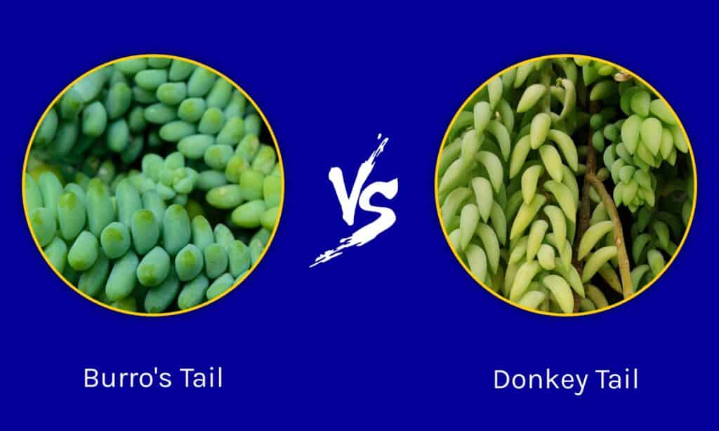Burro's Tail vs Donkey Tail