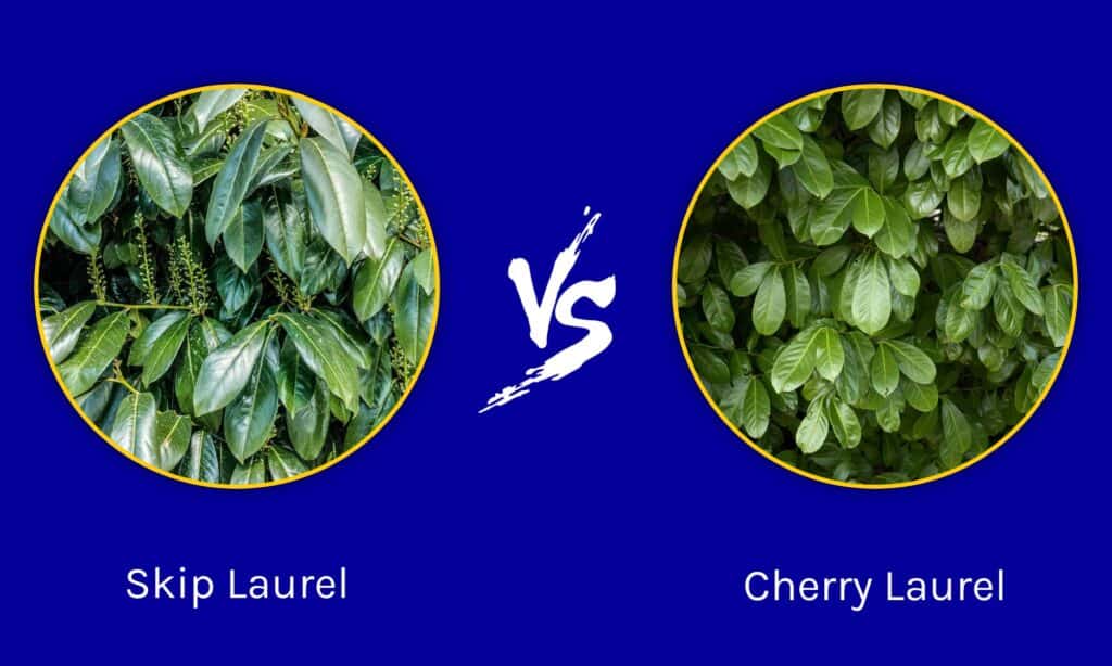 Skip Laurel vs Cherry Laurel