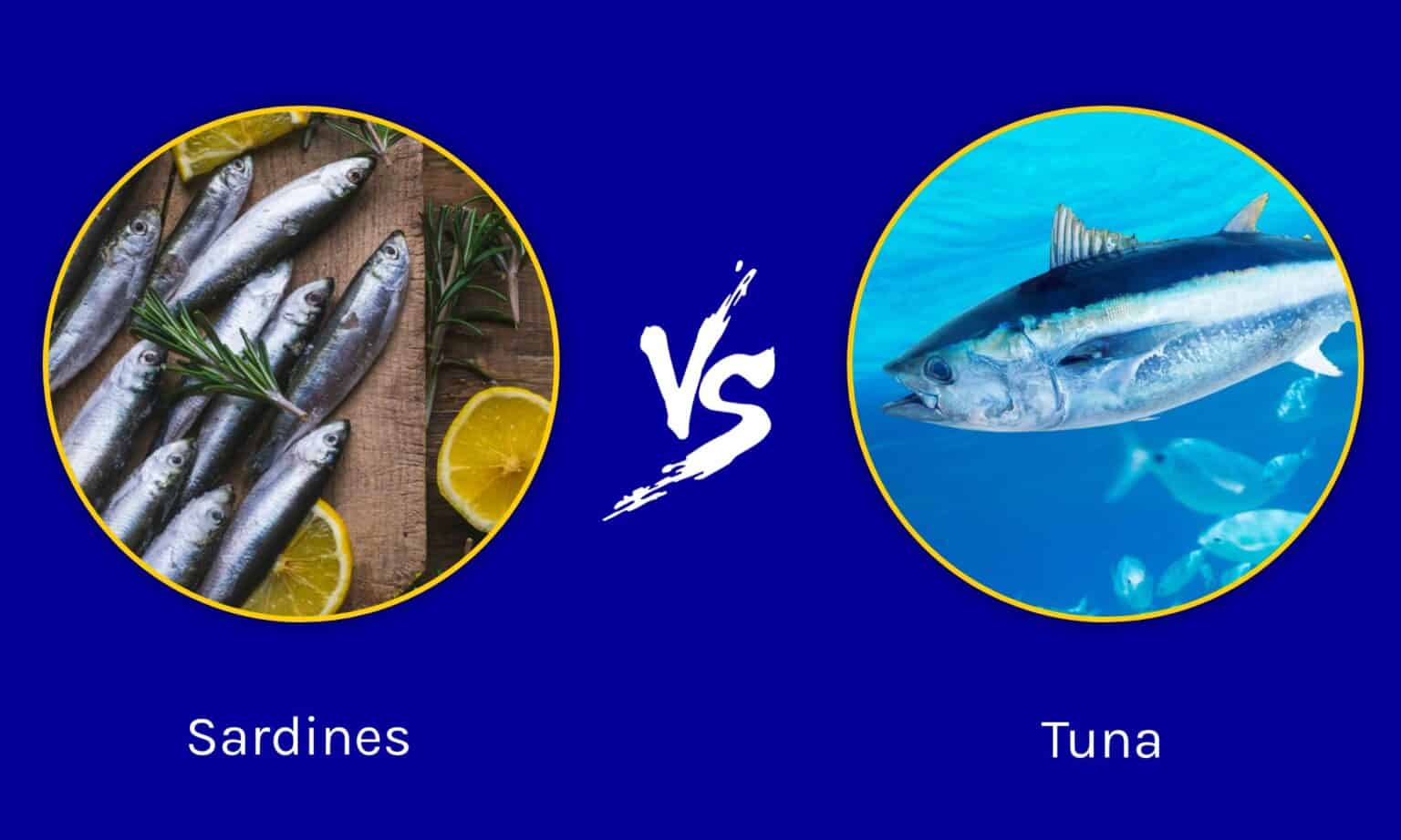 Sardines vs Tuna What Are The Differences? AZ Animals