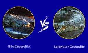 Nile Crocodile vs Saltwater Crocodile: What Are the Differences? Picture