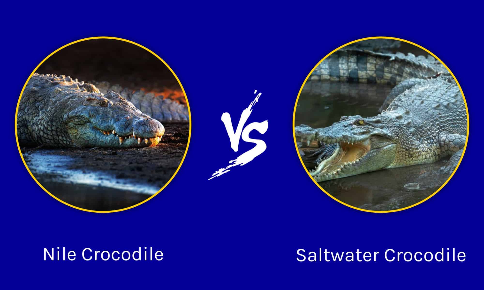 skildring ide Dekoration Nile Crocodile vs Saltwater Crocodile: What Are the Differences? - AZ  Animals