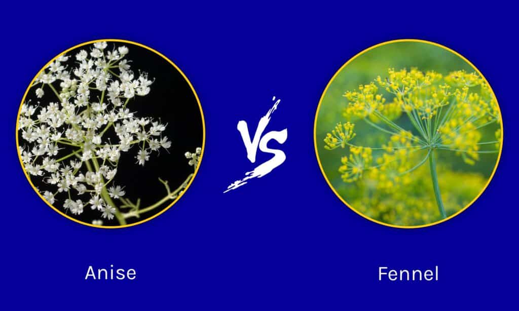 Anise vs Fennel