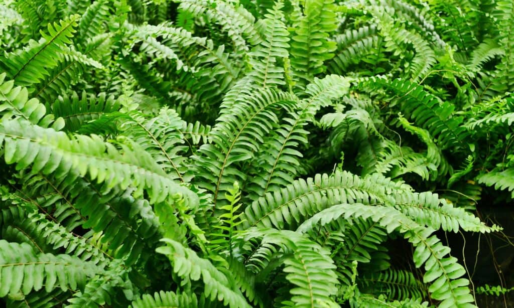 closeup boston fern leaves