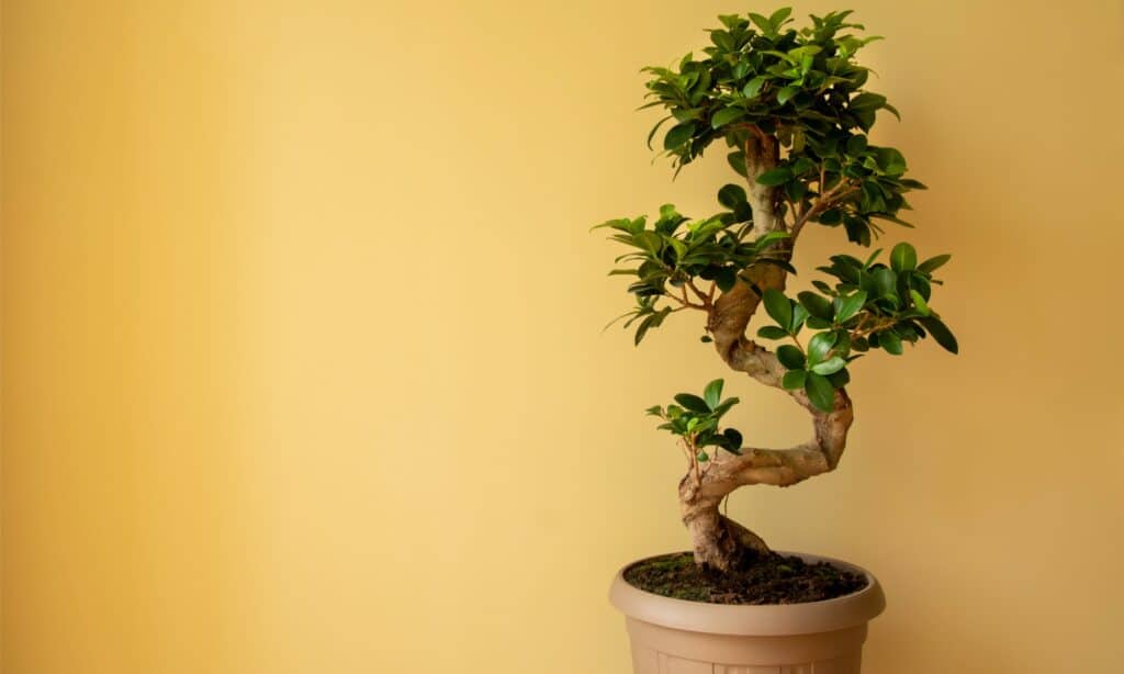 best bonsai trees for beginners