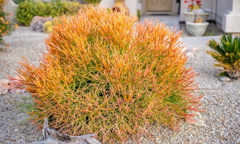 fire stick plant in yard