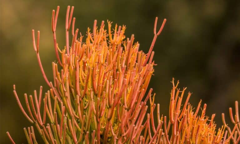 closeup fire stick