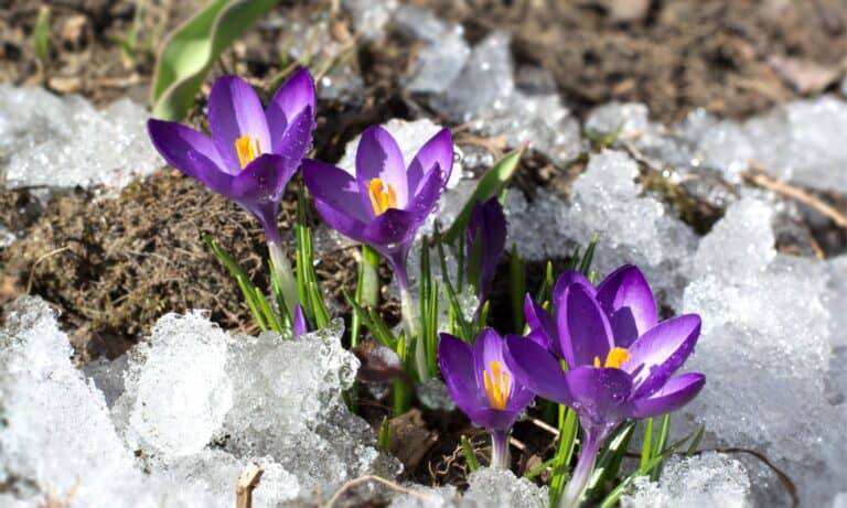 crocus flower blooming in snow