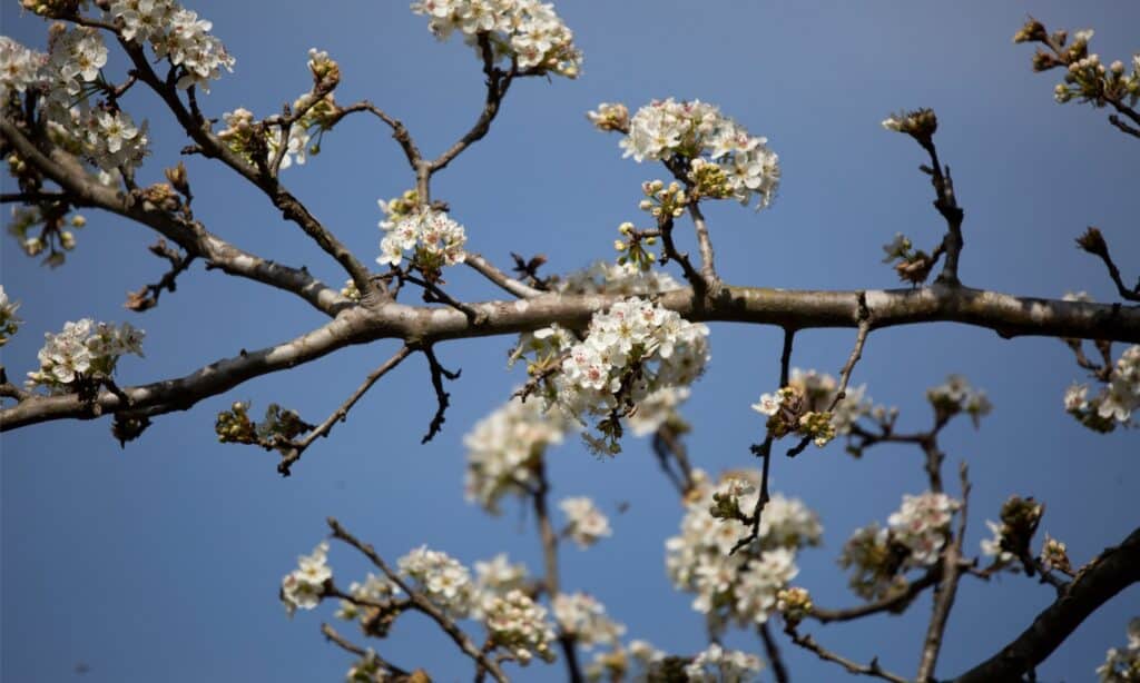 Flowers on a Bradford Pear Tree