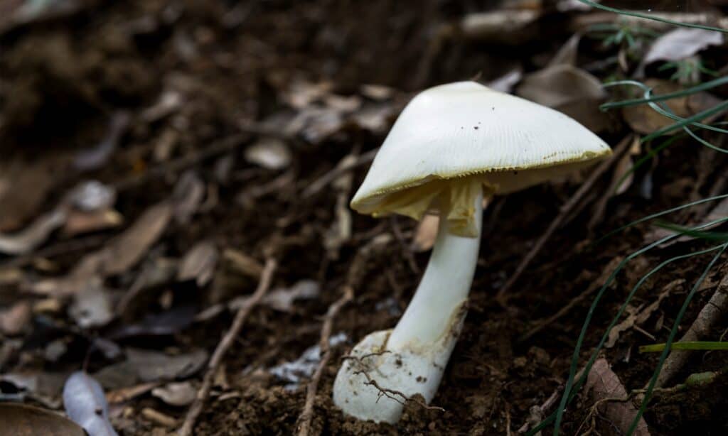 Fool's mushroom (Amanita verna)