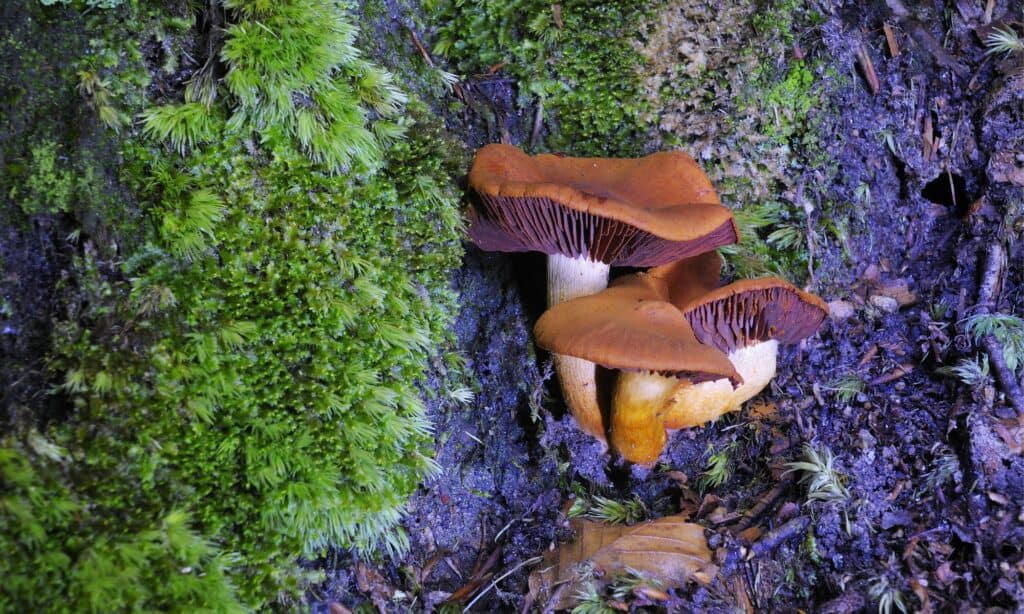 Types of Poisonous Mushrooms