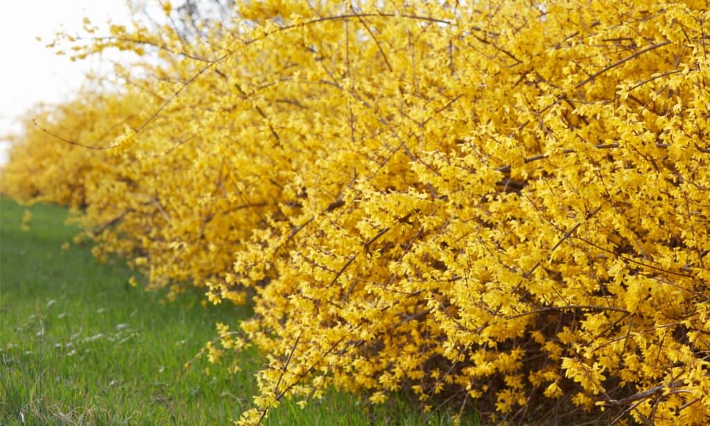 forsythia hedges in field