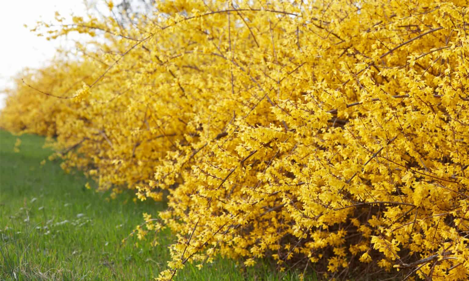 Witch Hazel vs. Forsythia - A-Z Animals