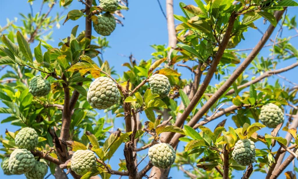 cherimoya tree growing