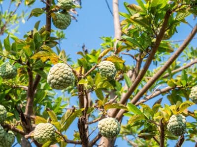 A Guanabana vs Cherimoya: What’s the Difference?