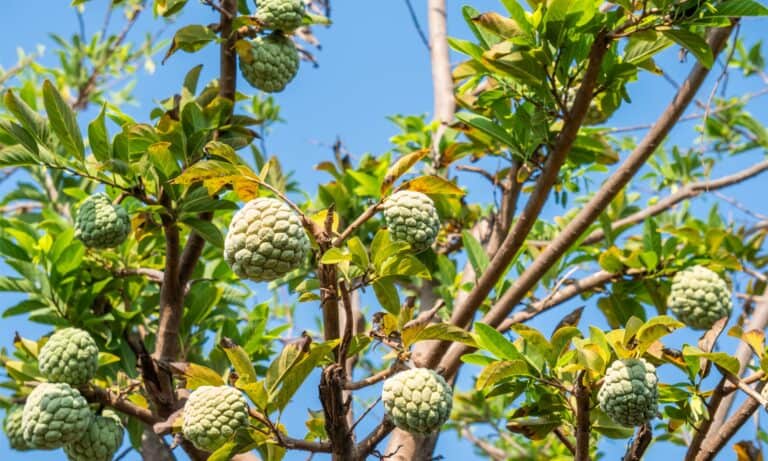 cherimoya tree growing