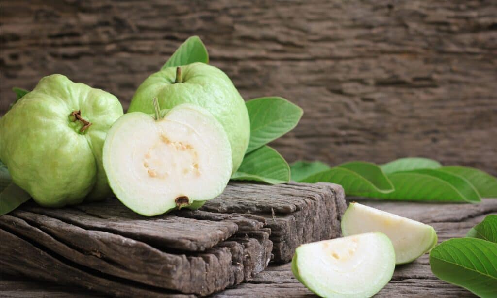 guava fruit closeup