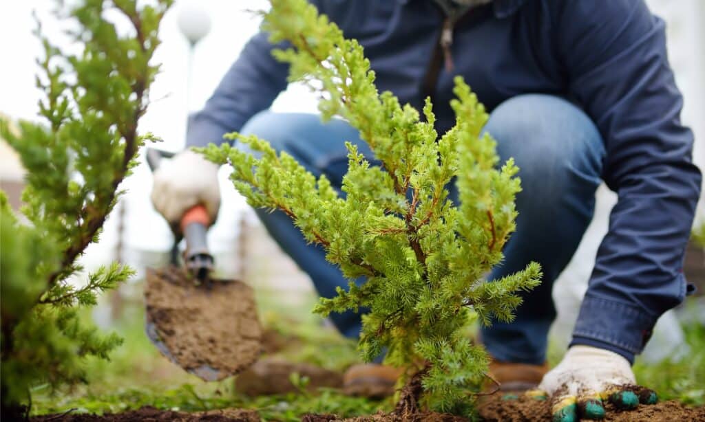 gardener planting juniper