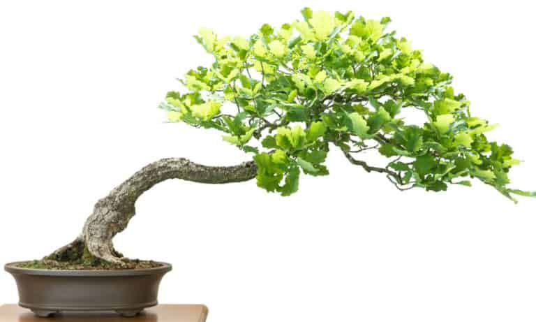 oak bonsai on white background
