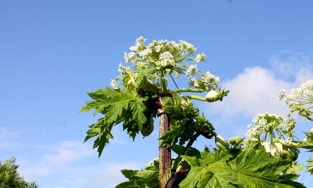 Giant hogweed plant with purple spots on stem