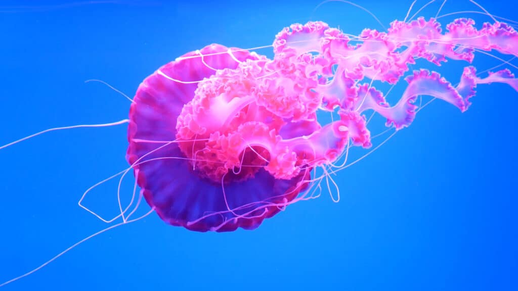 glowing jellyfish