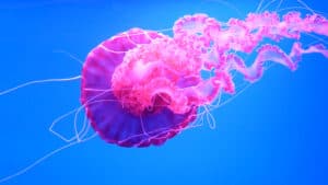 5 Types of Jellyfish Picture
