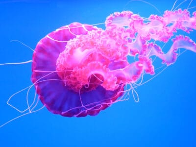 A Jellyfish Quiz: Test What You Know!