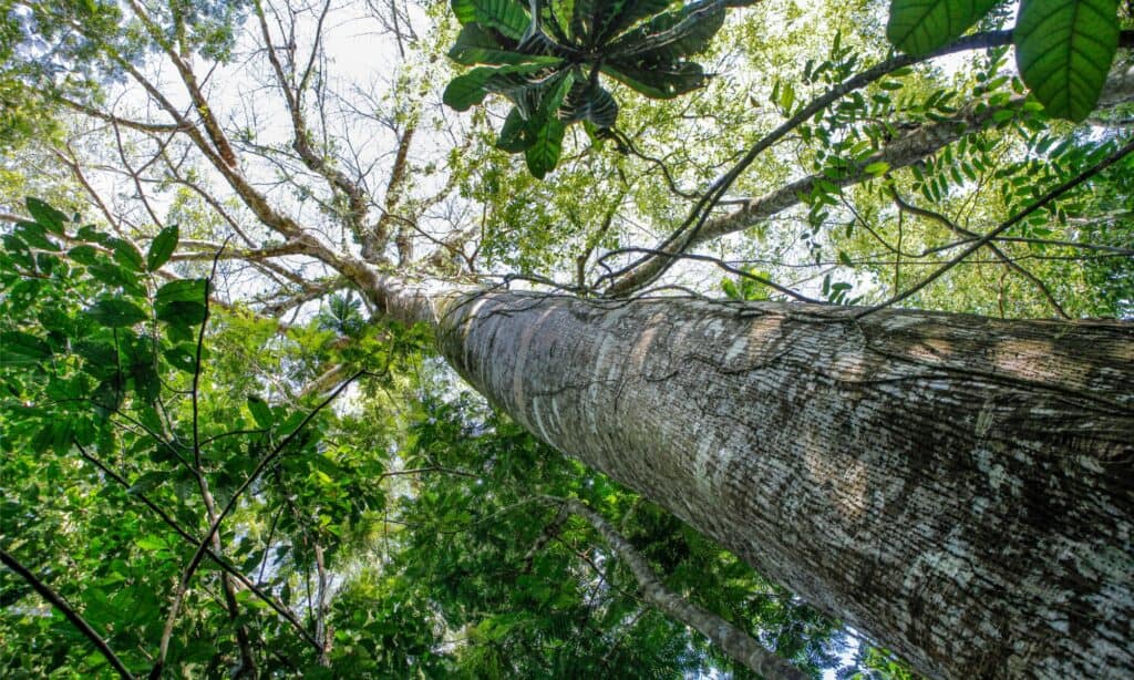 mahogany tree upward view