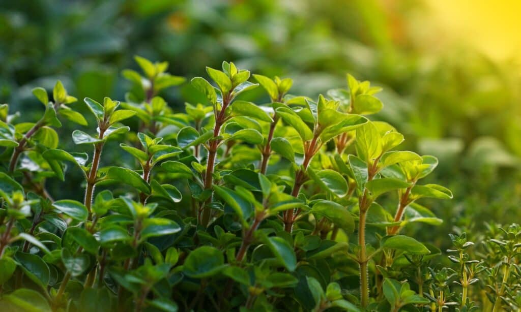 Marjoram is a sweet herb related to both oregano and mint