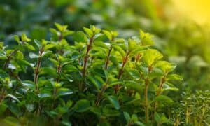 How to Grow Marjoram: Your Complete Guide Picture