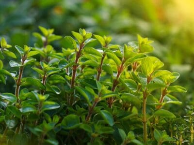 A How to Grow Marjoram: Your Complete Guide