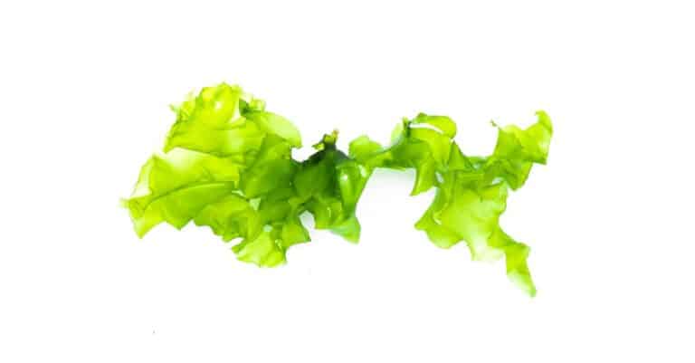 seaweed