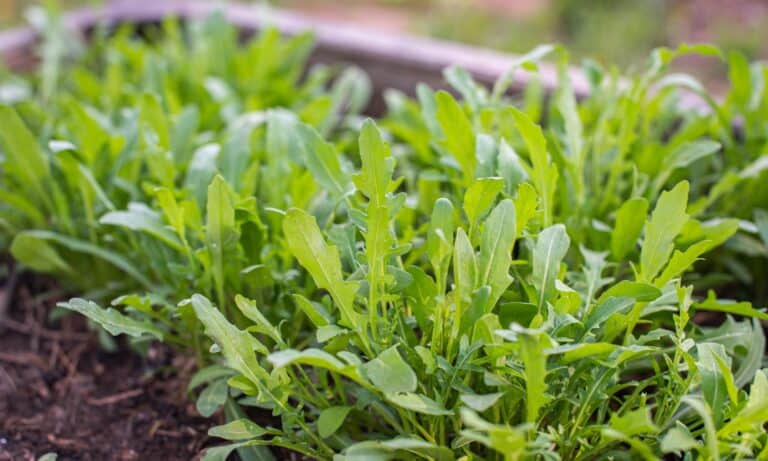 arugula growing in dirt