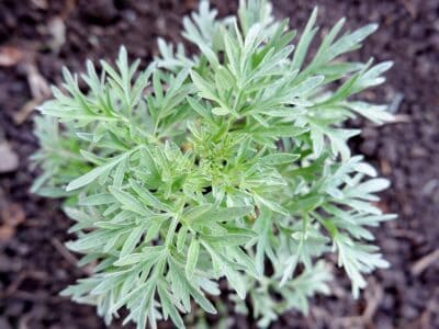 A Mugwort vs Wormwood: Is There a Difference?