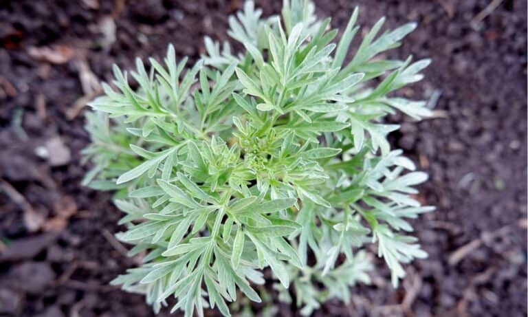 wormwood plant in garden