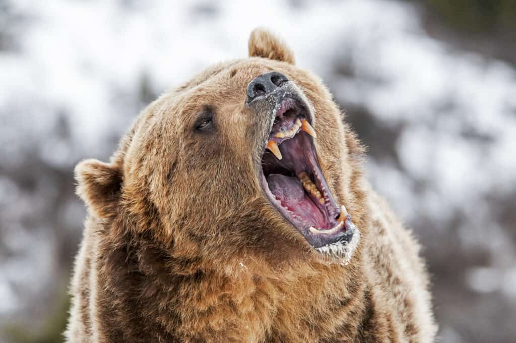 grizzly bear roar