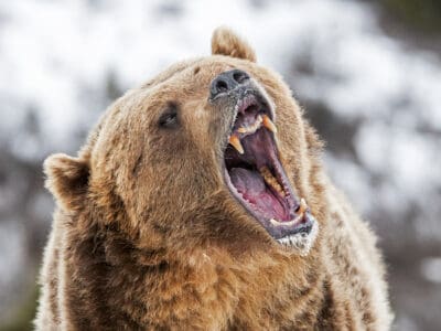 A Which State Has the Most Fatal Bear Attacks?